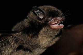 Illustration for article titled What Can You Learn From Bat Crap in a Bag?